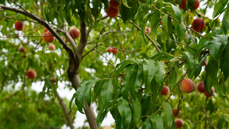 Duraznos en Conserva