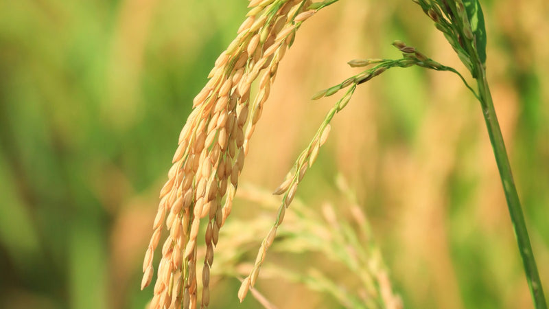 Arroz Di Paolo